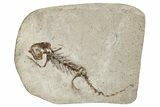 Fossil Salamander (Chelotriton) - Gračanica, Bosnia #278951-1